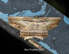 Menophra serpentinaria