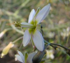 Heliophila cornuta squamata