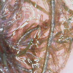 Cladophora glomerata