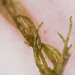 Cladophora glomerata