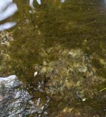 Cladophora glomerata