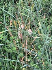 Typha capensis