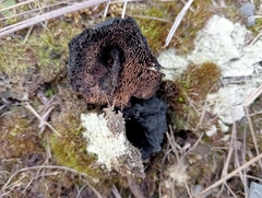 Sarcodon carbonarius