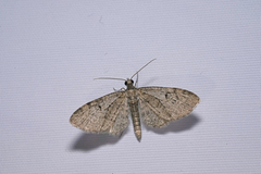 Eupithecia indigata