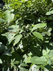 Cyphostemma hypoleucum