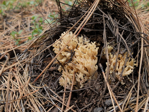 iNaturalist observation photo of White Coral Fungus