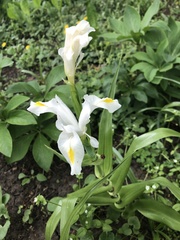 Iris magnifica