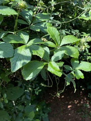 Cyphostemma hypoleucum