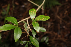 Acronychia suberosa