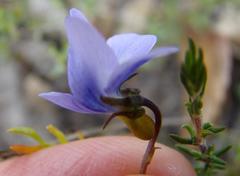 Viola decumbens scrotiformis