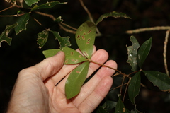 Acronychia suberosa
