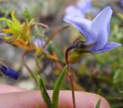 Viola decumbens scrotiformis