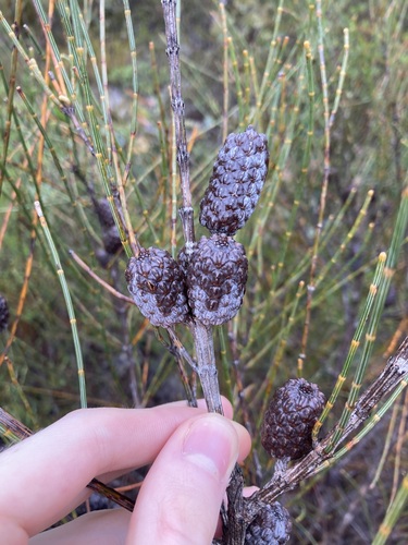 Allocasuarina distyla (Allocasuarina distyla)