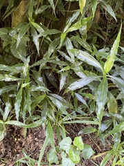 Coleotrype natalensis