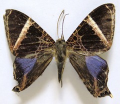 Coronidia orithea