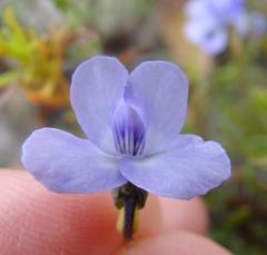 Viola decumbens scrotiformis