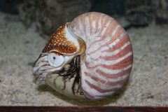 Nautilus