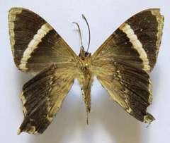 Coronidia orithea
