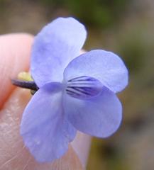 Viola decumbens scrotiformis