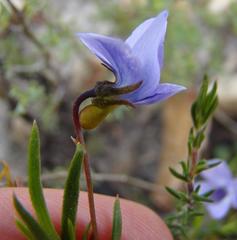 Viola decumbens scrotiformis