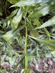 Coleotrype natalensis