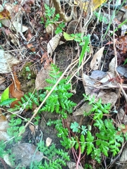 Cheilanthes capensis