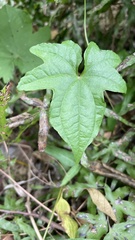 Dioscorea futschauensis
