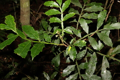 Harpullia alata