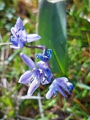 Scilla monophyllos