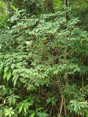 Wikstroemia nutans