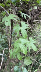 Dioscorea futschauensis