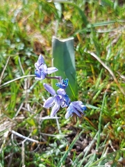 Scilla monophyllos