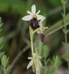 Ophrys exaltata