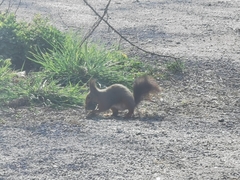 Sciurus vulgaris