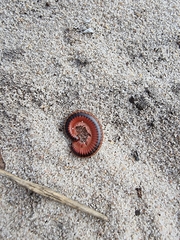 Orthoporoides