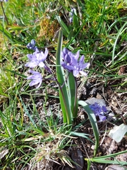 Scilla monophyllos