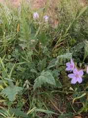 Erodium hoefftianum