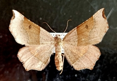 Artemidora dinoensis