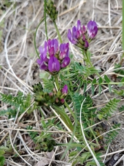 Astragalus danicus