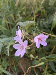 Erodium hoefftianum