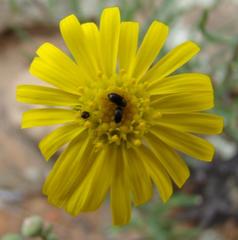 Crassothonna protecta