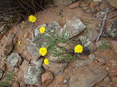 Crassothonna protecta
