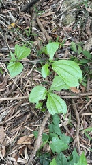 Dioscorea hispida