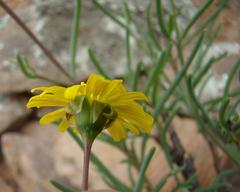 Crassothonna protecta