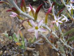 Adromischus maculatus