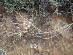 Adromischus maculatus