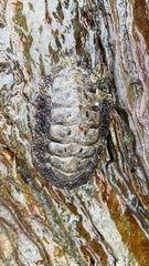 Liolophura
