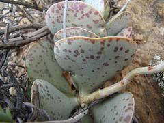 Adromischus maculatus