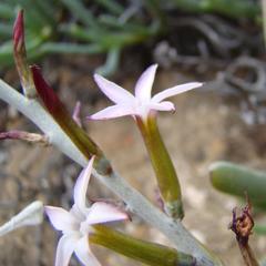 Adromischus maculatus