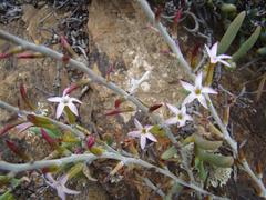 Adromischus maculatus